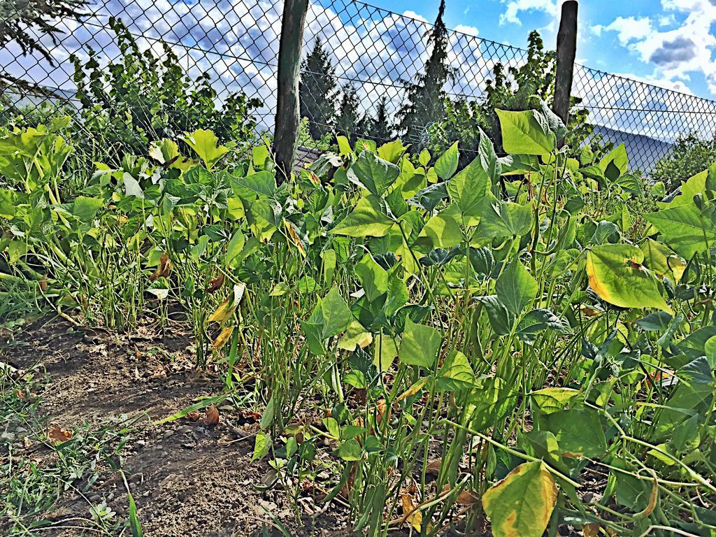Willa Agriturismo Bicocchi Piteglio Zewnętrze zdjęcie